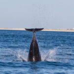 Olhão: Dolphin Observation - The Sum Up: Is It Worth It?