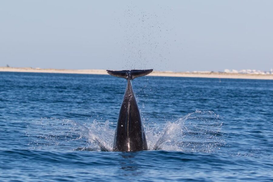 Olhão: Dolphin Observation - The Sum Up: Is It Worth It?