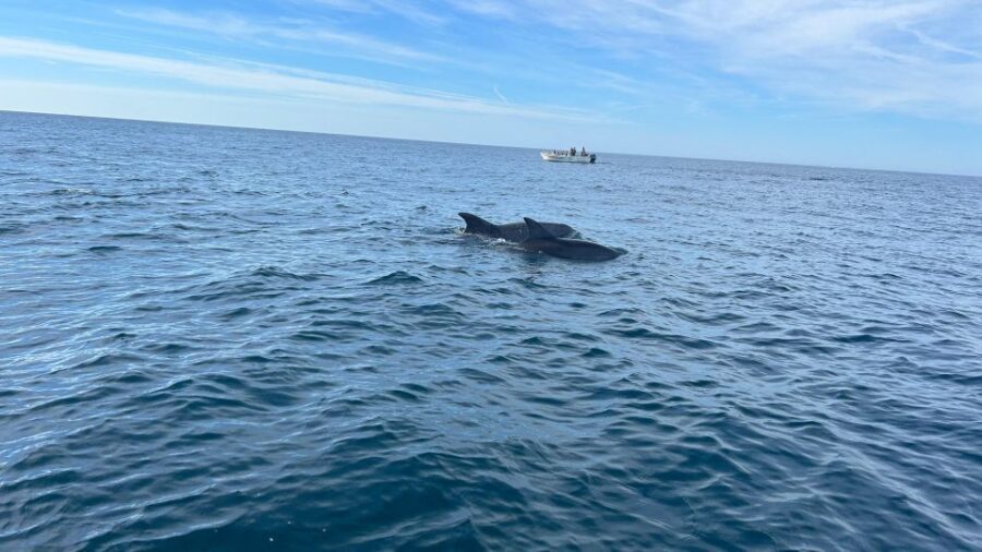 Olhão- Safari Watching Dolphins and other species - Who Would Enjoy This Tour?