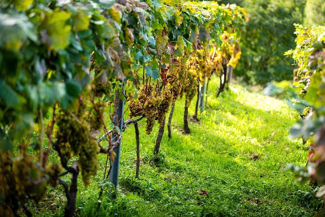 Olive farm & village - What We Love About This Tour