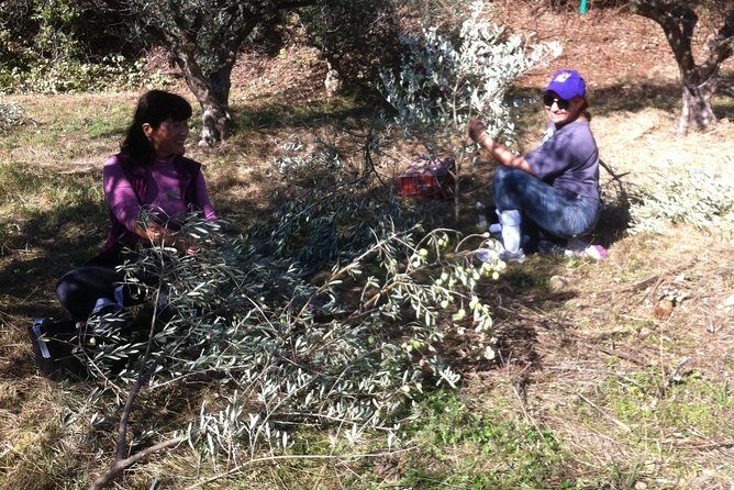 Olive Harvest in Provence - Who Will Love This Tour?
