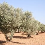 Olive oil and Navarre winery visit with tastings and lunch in small group tour - Who Would Enjoy This Tour?