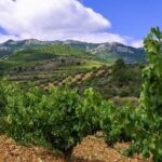 Olive Oil and Winery Tour from Zaragoza City - An In-Depth Review: What You Can Expect from the Tour