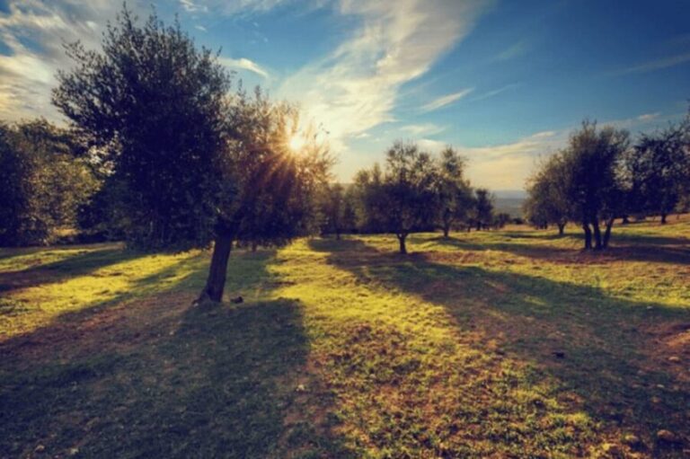 Olive Oil Factory from Sevilla Private Tour - A Closer Look at the Olive Oil Factory Private Tour