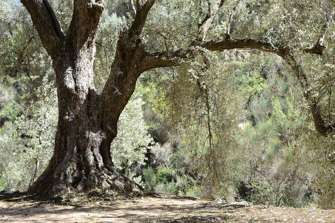 Olive Oil Farm Tour with Tasting from Seville - The Sum Up