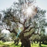 Olive Tour & Tasting - Why This Tour Offers Real Value