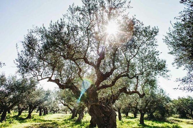 Olive Tour & Tasting - Why This Tour Offers Real Value