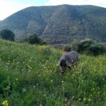 Organic Iberian Ham, farm visit and premium tasting! - FAQ