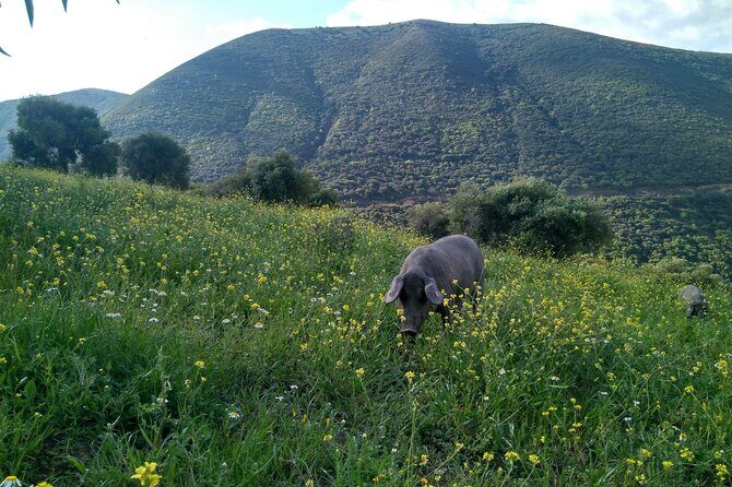 Organic Iberian Ham, farm visit and premium tasting! - FAQ