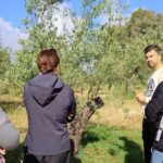 Organic olive oil tasting and visit to a family olive grove with fruit and a gift - Final Thoughts: Is This Tour Right for You?