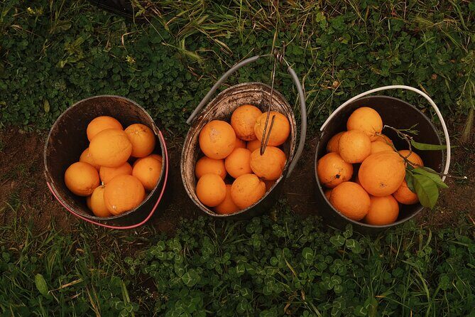 Organic Orange Picking & Jam Making with Farm-to-Table Lunch - The Itinerary: What You Can Expect