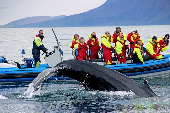 Original Big Whale Safari & Puffins Speedboat Tour from Húsavík - The Detailed Itinerary and Why It Matters
