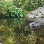 Over Water and Bird Songs - A Deep Dive into Over Water and Bird Songs