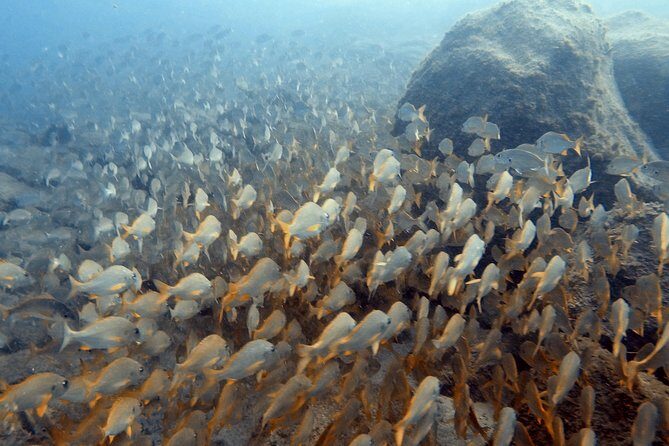 PADI Scuba Dive Course in Costa Adeje - Why Youll Love This Tour