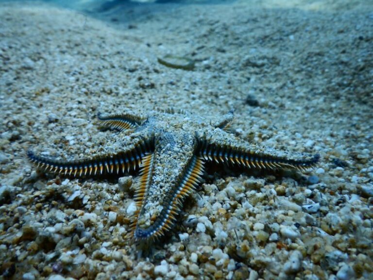 PADI Scuba Diving Program for Beginners in Peloponesse - What We Love About This Experience
