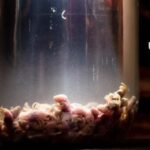 Palma de Mallorca: Disgusting Food Museum Entry Ticket - Why This Experience Matters