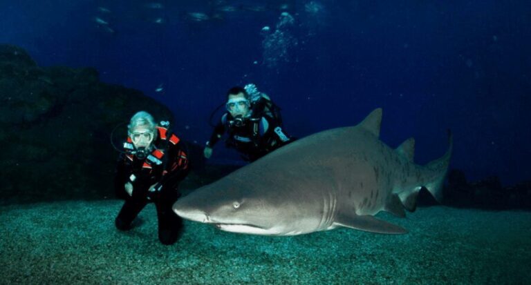 Palma de Mallorca: Shark Dive at Palma Aquarium - Why Choose This Experience?