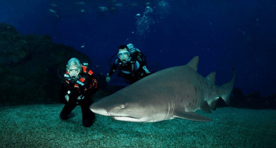 Palma de Mallorca: Shark Dive at Palma Aquarium - Why Choose This Experience?