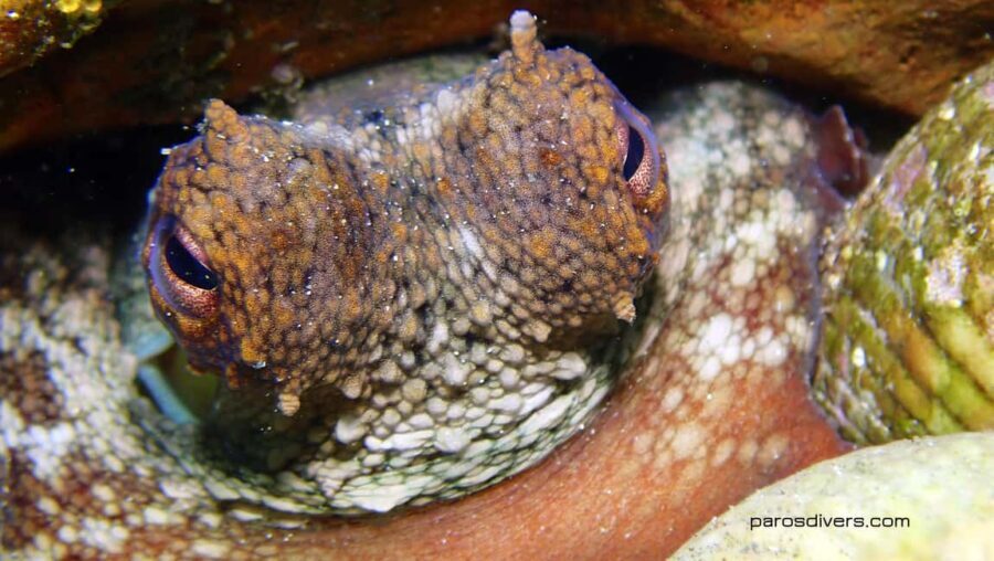 Paros: Scuba Diving Experience - Frequently Asked Questions