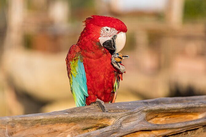 Parrot World Immersive Wildlife Park Entry Ticket next to Paris - What Reviewers Say