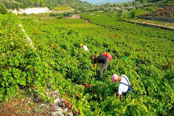 Peljesac Vineyards & Oysters - Private Day Trip from Dubrovnik-Mercedes Vehicle - Who Should Consider This Tour?