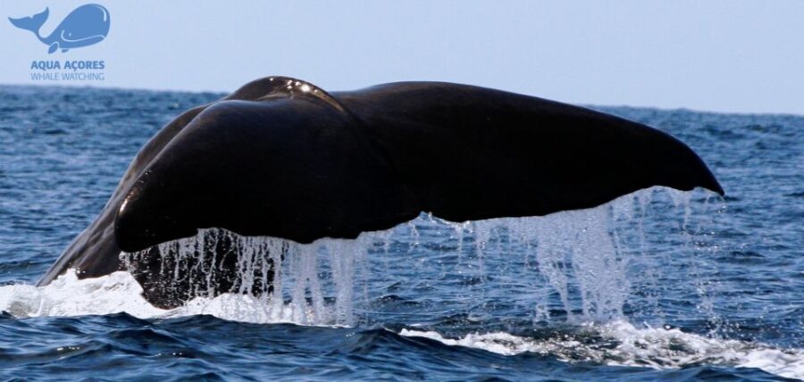 Pico Island: Azores Whale & Dolphin Watching on Zodiac Boat - What to Expect During the Tour