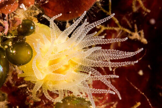 Plakias: Try Scuba Diving first time - Private, from 8 yrs. - Who Will Love This Experience?