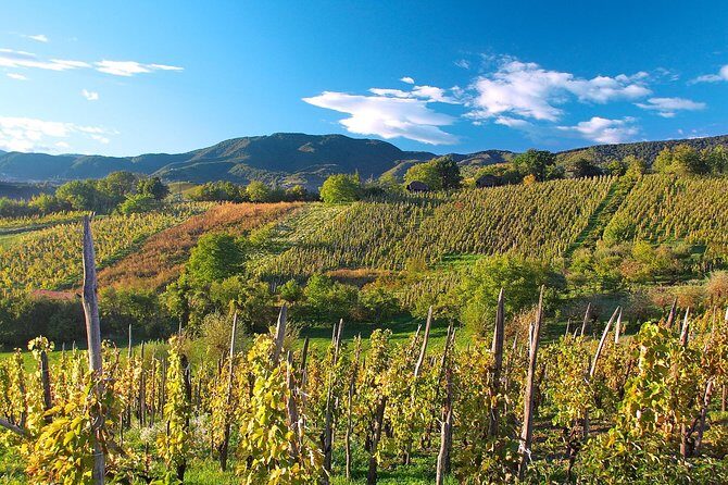 Plesivica Region Wine Tasting Half-day Tour - What Makes This Tour Special?