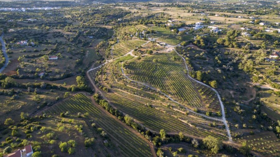 Porches: Algarve Vineyard Tour and Wine Tasting Experience - A Closer Look at the Algarve Vineyard Experience