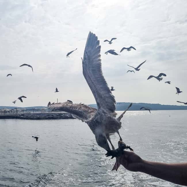 Pore: Boat Day Trip to Rovinj with or without Fish Lunch