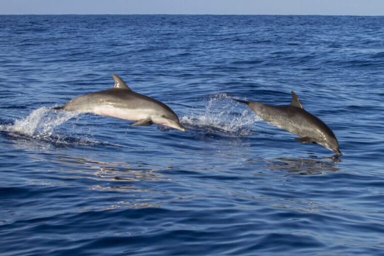 Pore: Dolphin Spotting Cruise with Included Drinks - Pricing and Value: Is It Worth It?