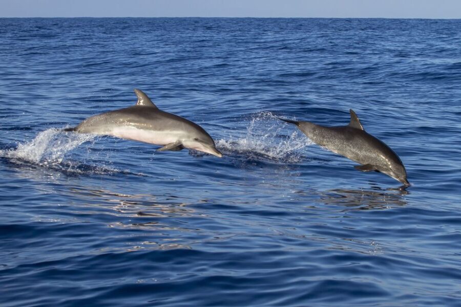 Pore: Dolphin Spotting Cruise with Included Drinks