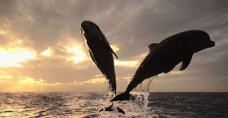 Pore: Private Snorkeling Tour with Dolphin-Watching - The Boat: The Bluline 19 Open