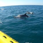 Portimão: 2-Hour Dolphin Watching Boat Tour - Why This Tour Offers Great Value