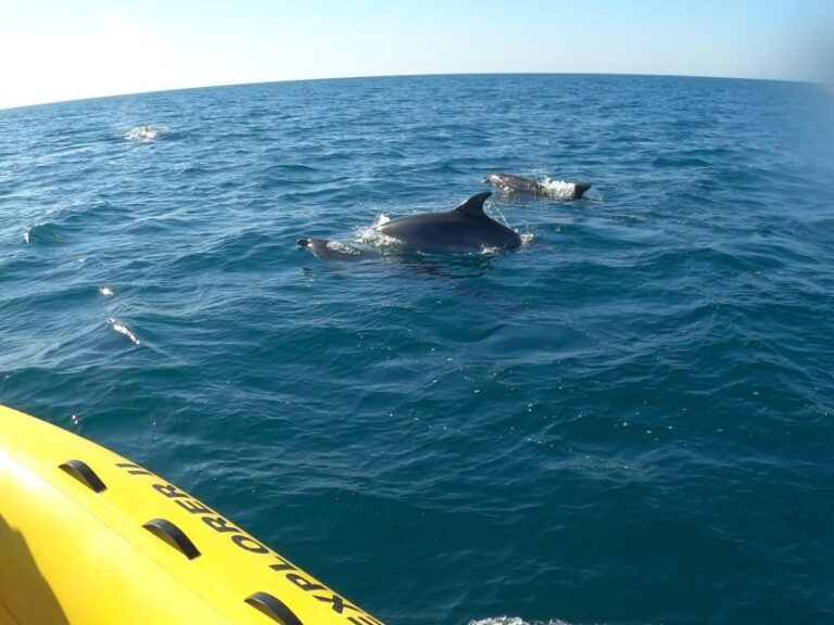 Portimão: 2-Hour Dolphin Watching Boat Tour - Why This Tour Offers Great Value