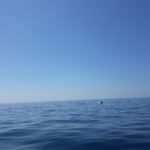Portimão: Dophin Watching on the Algarve Coast - Who Should Consider This Tour?