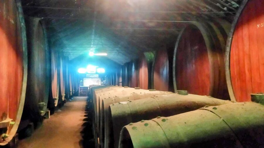 Portuguese Wine History & Amazing Landscape - Authentic Insights from Guests