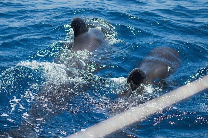 Premium All Inclusive Whale & Dolphin Watching Experience - The Bottom Line: Is This Tour Worth It?