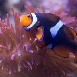 Premium Ticket Sea Life Benalmádena - Exploring the Details of the Tour Experience