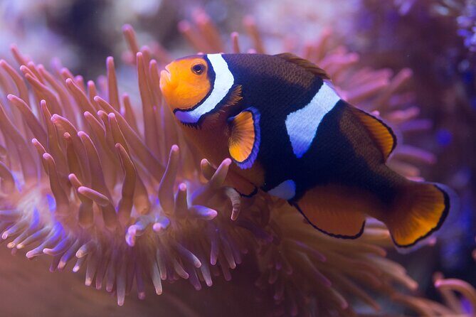 Premium Ticket Sea Life Benalmádena - Exploring the Details of the Tour Experience