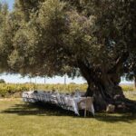 Premium Vineyard Tour & Tasting - Who Would Enjoy This Tour?