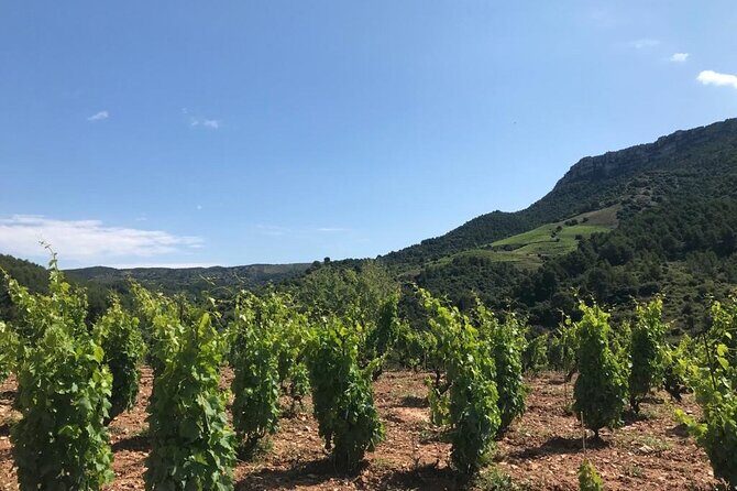 Priorat Wine Tasting Tour from Salou with hotel pickup - Exploring the Itinerary in Detail