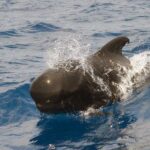 Private 2 hour Whale Watching Tour - Frequently Asked Questions