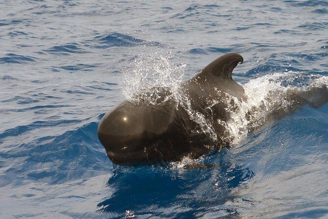 Private 2 hour Whale Watching Tour - Frequently Asked Questions