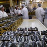 Private Best Fish Experience From Porto - Who Should Book This Tour?