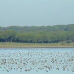 Private Birding & Photography Day Trip to Doñana - The Sum Up: Is This Tour Right for You?
