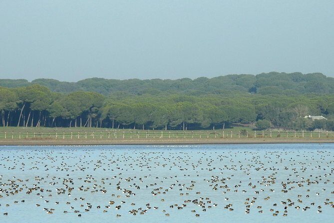 Private Birding & Photography Day Trip to Doñana - The Sum Up: Is This Tour Right for You?