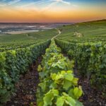 Private Champagne Tour Veuve Clicquot, Moet & Chandon from Reims - Is This Tour Worth the Price?