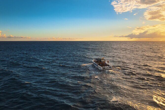 private charter 3 Hours Whale Encounter puerto colon adeje - The Value of a Private 3-Hour Whale Encounter