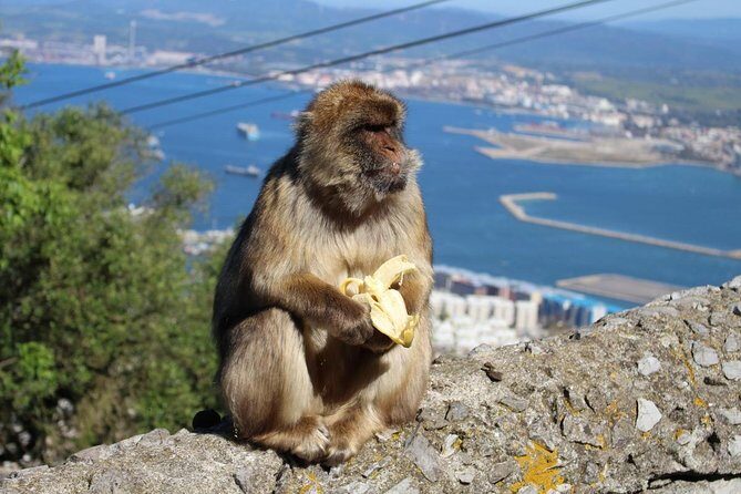 Private Day To Gibraltar from Marbella or Marbella - Frequently Asked Questions